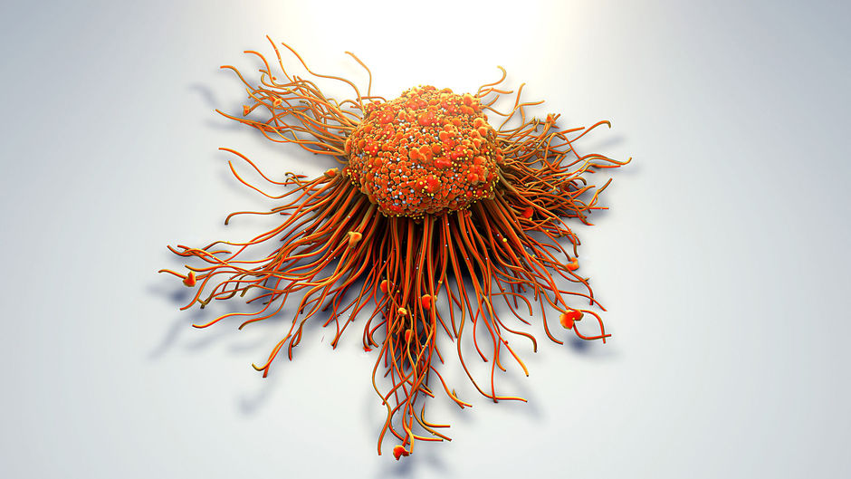 Des cellules cancéreuses mammaires transformées en graisse inoffensive